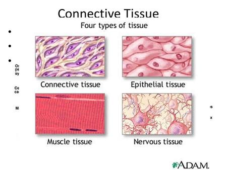 Connective Tissue Connects body parts
