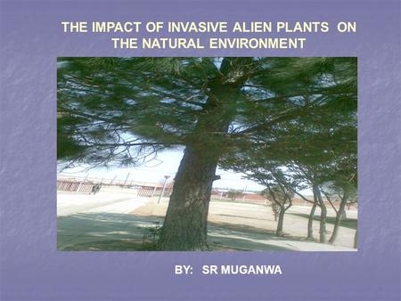 THE IMPACT OF INVASIVE ALIEN PLANTS ON THE NATURAL ENVIRONMENT BY: SR MUGANWA.