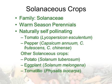 Solanaceous Crops Family: Solanaceae Warm Season Perennials Naturally self pollinating –Tomato (Lycopersicon esculentum) –Pepper (Capsicum annuum, C. frutescens,