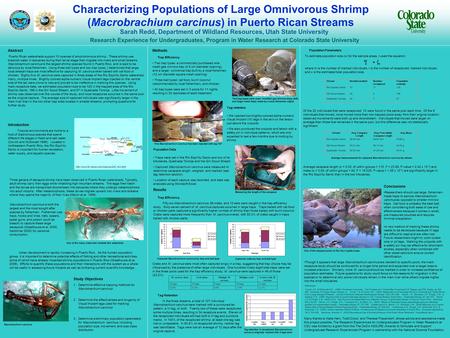 Characterizing Populations of Large Omnivorous Shrimp (Macrobrachium carcinus) in Puerto Rican Streams Sarah Redd, Department of Wildland Resources, Utah.