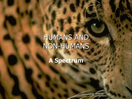 HUMANS AND NON-HUMANS A Spectrum “ Western ” paradigm emphasizes gulf between humans and animals ■ Religious traditions: humans as “the crown of creation”,