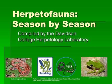 Herpetofauna: Season by Season Compiled by the Davidson College Herpetology Laboratory Eastern Hognose Snake Green Tree Frog Photos by J.D. Willson, K.