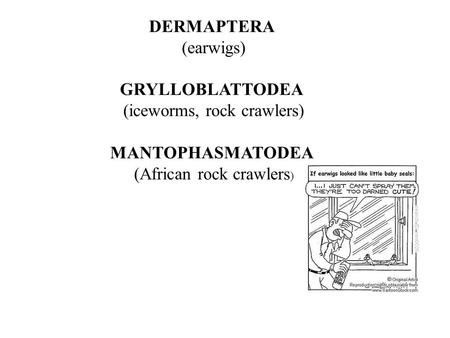 DERMAPTERA (earwigs) GRYLLOBLATTODEA (iceworms, rock crawlers) MANTOPHASMATODEA (African rock crawlers )