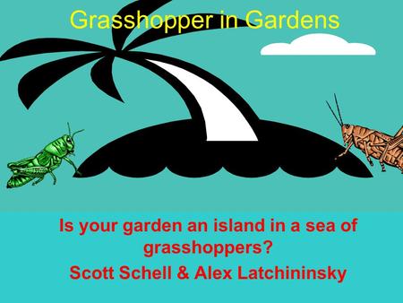 Grasshopper in Gardens Is your garden an island in a sea of grasshoppers? Scott Schell & Alex Latchininsky.