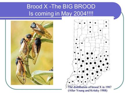 Brood X -The BIG BROOD Is coming in May 2004!!!!.