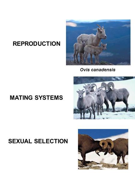 REPRODUCTION MATING SYSTEMS SEXUAL SELECTION Ovis canadensis.