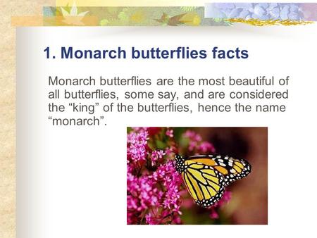 1. Monarch butterflies facts Monarch butterflies are the most beautiful of all butterflies, some say, and are considered the “king” of the butterflies,