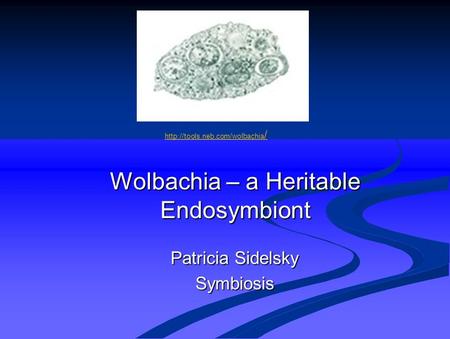 Wolbachia – a Heritable Endosymbiont Patricia Sidelsky Symbiosis  /http://tools.neb.com/wolbachia /