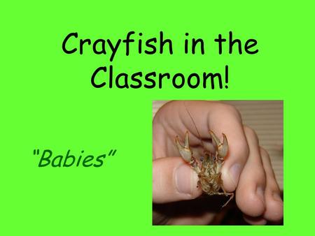 Crayfish in the Classroom! “Babies”. Momma Crayfish’s Story Poor Momma Crayfish! What a weekend she’s had. Lately the temperatures have been warming up,