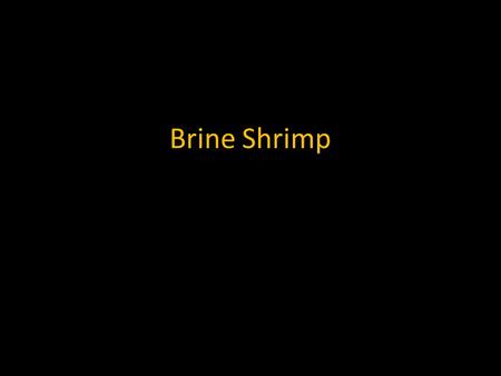 Brine Shrimp. What are brine shrimp? Brine shrimp are small crustaceans. Sometimes they are called “sea monkeys”, but they don’t live in the sea and they.