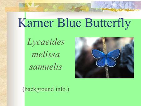 Karner Blue Butterfly Lycaeides melissa samuelis (background info.)