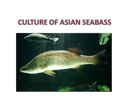 CULTURE OF ASIAN SEABASS