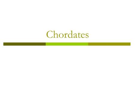Chordates. What is a Chordate?  Chordates are animals that are characterized by a notochord, a dorsal hollow nerve chord, and pharyngeal slits at some.