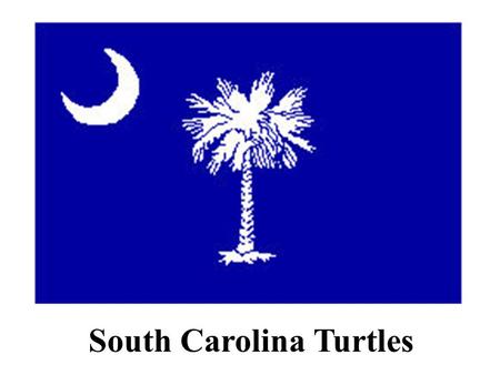 South Carolina Turtles
