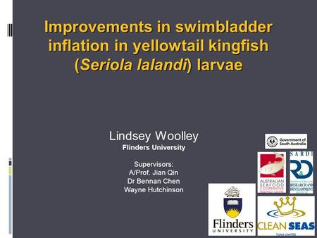 Improvements in swimbladder inflation in yellowtail kingfish (Seriola lalandi) larvae Lindsey Woolley Flinders University Supervisors: A/Prof. Jian Qin.