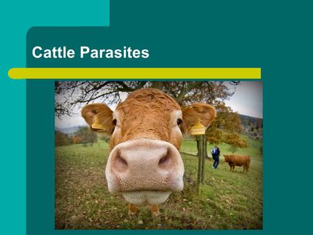 Cattle Parasites.