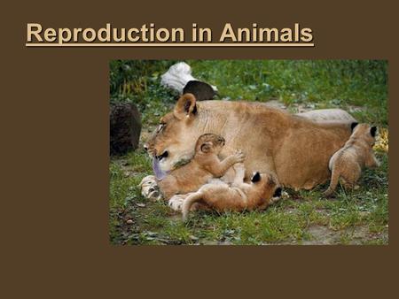 Reproduction in Animals