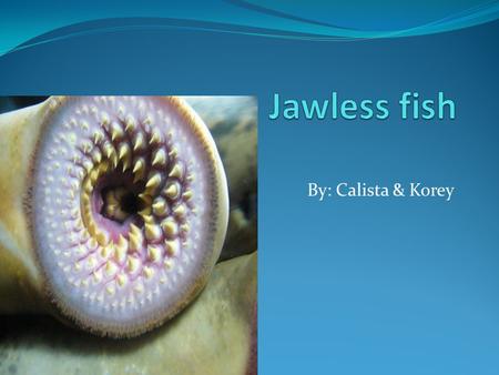 By: Calista & Korey. Vertebrate Jawless fish are vertebrate. Vertebrate means it has a back bone.