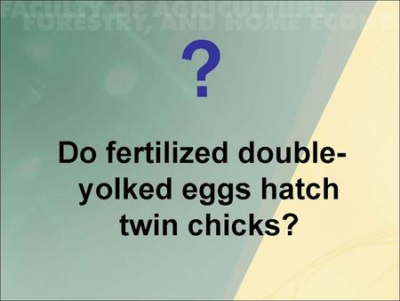 Q: Does a fertilized double yolked egg hatch twin chicks? By: Blend Bardhi, Rodrigo Fuentes, Jason Welsh and Rob Kyle Unfertilized Fertilized RoosterHen.