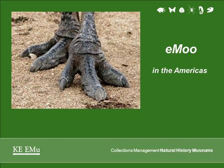 Collections Management Natural History Museums eMoo in the Americas.