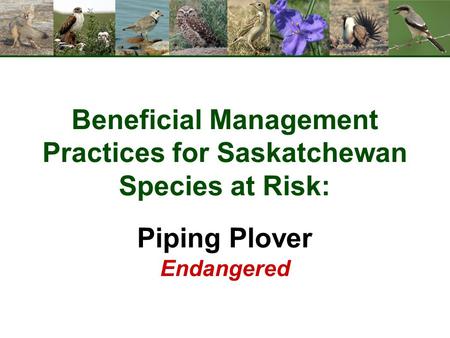 Beneficial Management Practices for Saskatchewan Species at Risk: Piping Plover Endangered.