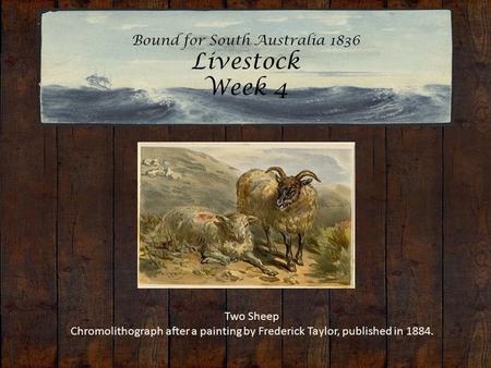 Bound for South Australia 1836 Livestock Week 4 Two Sheep Chromolithograph after a painting by Frederick Taylor, published in 1884.