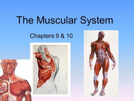 The Muscular System Chapters 9 & 10.