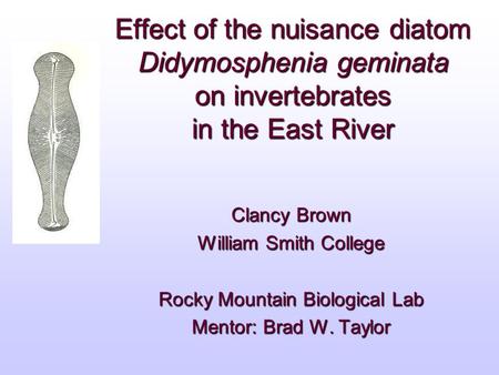 Clancy Brown William Smith College Rocky Mountain Biological Lab Mentor: Brad W. Taylor Effect of the nuisance diatom Didymosphenia geminata on invertebrates.