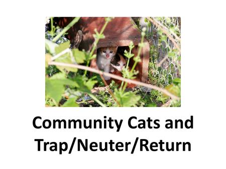 Community Cats and Trap/Neuter/Return. SPEAKER’S NAME CREDENTIALS ORGANIZATION AFFILIATION (If Applicable) CONTACT INFORMATION Phone E-mail INSERT A PICTURE.