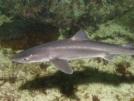 The Green-Eyed Survivor Dogfish Shark Life History & Populations in the Gulf of Alaska Cindy A Tribuzio School of Fish and Ocean Sciences University of.