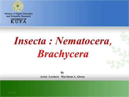 Insecta : Nematocera, Brachycera By Assist. Lecturer Maytham A. Alwan 5/1/2015.