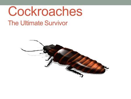 Cockroaches The Ultimate Survivor. nuisance Def: something that is annoying or bothersome Text: “Cockroaches are a major nuisance.” Ex: Flies are such.