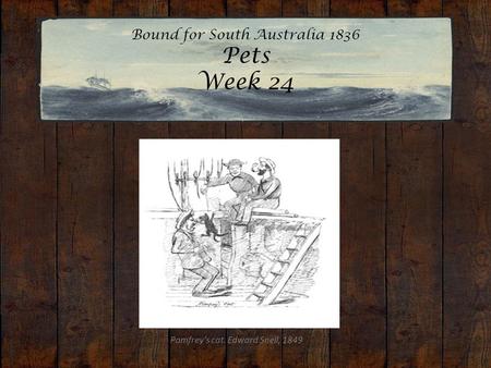 Bound for South Australia 1836 Pets Week 24 Pomfrey’s cat. Edward Snell, 1849.