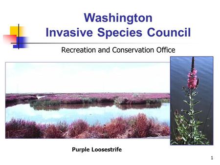 1 Washington Invasive Species Council Recreation and Conservation Office Purple Loosestrife.