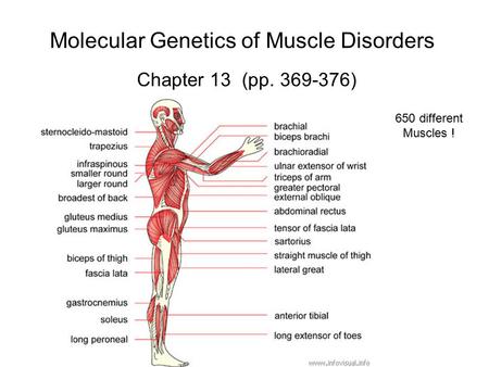 Molecular Genetics of Muscle Disorders Chapter 13 (pp. 369-376) 650 different Muscles !