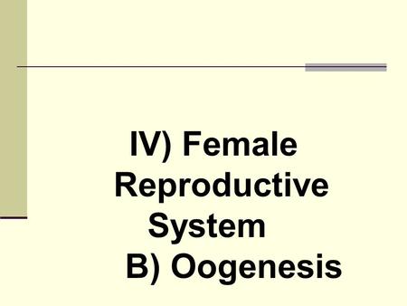 IV) Female Reproductive System B) Oogenesis