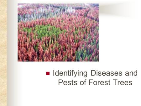 Identifying Diseases and Pests of Forest Trees. Next Generation Science / Common Core Standards Addressed! RST.11 ‐ 12.7 Integrate and evaluate multiple.