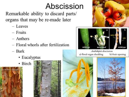 Abscission Remarkable ability to discard parts/ organs that may be re-made later –Leaves –Fruits –Anthers –Floral whorls after fertilization –Bark Eucalyptus.