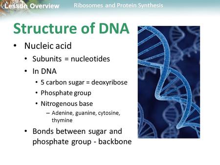 Structure of DNA Nucleic acid Subunits = nucleotides In DNA