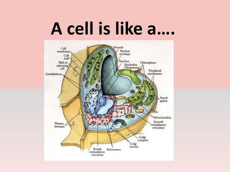 A cell is like a….. …. Logging company A cell is like a logging company because a logging company has different parts to run smoothly like a cell.