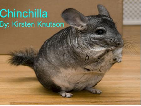 Chinchilla By: Kirsten Knutson Chinchilla By: Kirsten Knutson.