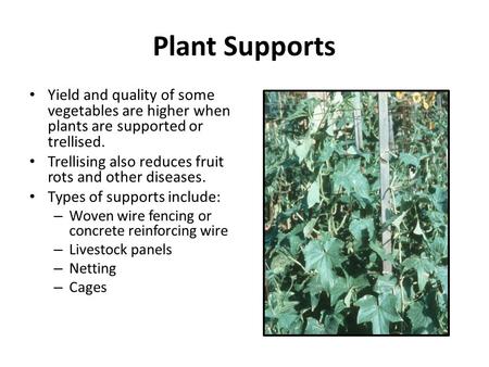 Plant Supports Yield and quality of some vegetables are higher when plants are supported or trellised. Trellising also reduces fruit rots and other diseases.