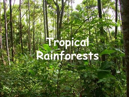 Tropical Rainforests.