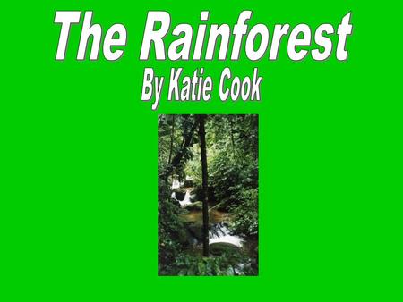 The Rainforest By Katie Cook.