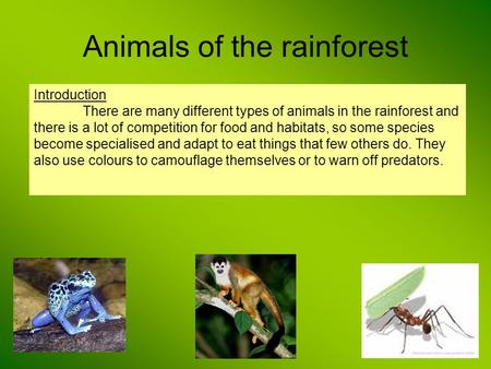 Animals of the rainforest