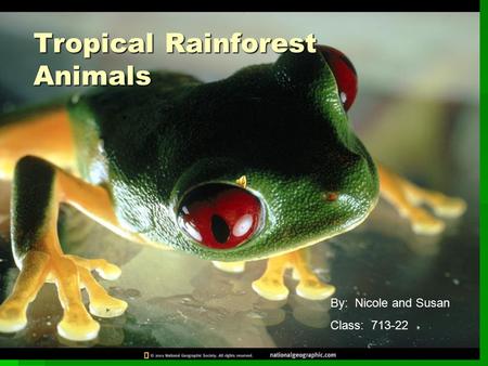 Tropical Rainforest Animals By: Nicole and Susan Class: 713-22.