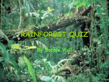 RAINFOREST QUIZ By Sophie Yuill. QUESTION 1… What percentage of the world is covered by Rainforests? A:3% B:20% C:6%