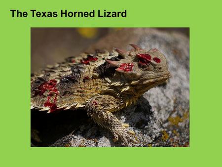 The Texas Horned Lizard