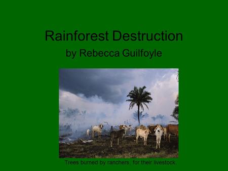 Rainforest Destruction by Rebecca Guilfoyle Trees burned by ranchers, for their livestock.