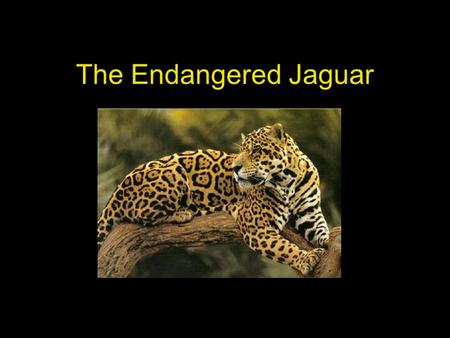 The Endangered Jaguar. Table of Contents Habitat Appearance Diet Raising Young Why is the Jaguar Endangered? Interesting Facts.